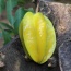 Khế chín nhà trồng tự nhiên